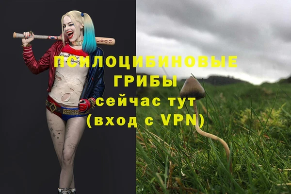 прущие грибы Абаза